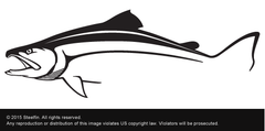 Steelfin Salmon Decal - Black