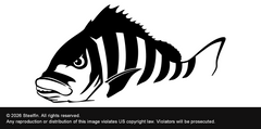 Steelfin Sheepshead Decal - Black
