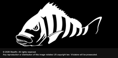 Steelfin Sheepshead Decal - White